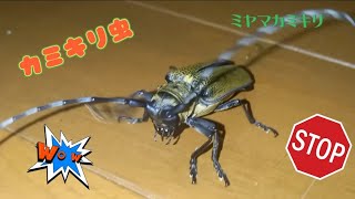 カミキリ虫が家に侵入‼️ミヤマカミキリです。大きくて力の強い虫さんです❗