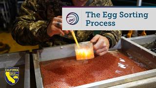 Nimbus Fish Hatchery Salmon Egg Sorting