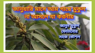 আম গাছে জানুয়ারিতে মুকুল না আসলে যেভাবে পরিচর্যা করবেন #mango#care#viralvideo#millionviews.