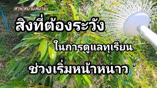 สิ่งที่ต้องระวัง ในการดูแลทุเรียน ช่วงเริ่มหน้าหนาว Ep.238 : สวนสบายสบาย