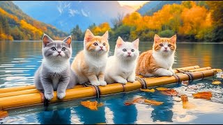 12 Hours Of Calming Music for Cats 🐈 Sleep Music for Cats No Ads ♬ Sleep Music for Anxious Cats