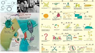 24.6 Генетическая инженерия