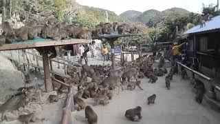 淡路島　モンキーセンター　エサの時間