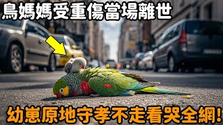 鳥媽媽重傷當場離世，小鳥流淚守喪不吃不喝，場面看哭無數人...#不可思議 #驚人 #孝順 #鳥 #親情 #自然觀察日記