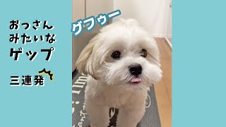 【衝撃】犬のおっさんみたいなゲップ 三連発！