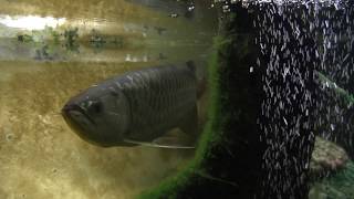 アジアアロワナ　4K 水中動画　Asian arowana underwater photographing