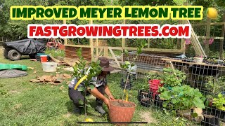 MEYER LEMON TREE FROM FAST GROWING TREES HAS ARRIVED ! Container Citrus plant !