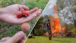 Foraging Wild Fruit and Burning Tree Tops | Abandoned Shed to Tiny House