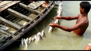 নদীতে জাল দিয়ে বড় বোয়াল মাছ ধরার কৌশল | Boal Fish Catching In  River