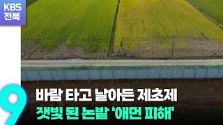 바람 타고 날아든 제초제…잿빛 된 논밭 ‘애먼 피해’ / KBS  2022.10.10.