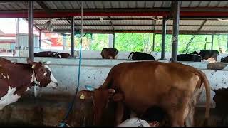 Four buckets milking machine manufacturer 9751041216 ஒரே நேரத்தில் நான்கு மாடு பால் கறவை இயந்திரம்