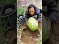 The Ultimate Watermelon Planting Hack! 🍉😂 #funny #shortsfeed #viralvideos #comedy