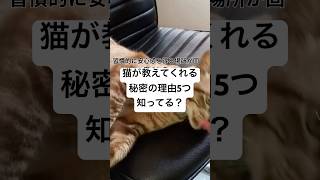 猫はなぜ同じ場所で寝るの？猫の寝顔が可愛すぎる！5つの理由に驚きと共感が止まらない　　　　　　　　　　　　　　　　　　　　　　 🐱 #猫 #不思議な行動 #猫好き  #癒し #ショート動画 #猫動画