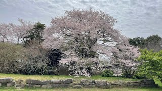 雨上がりのお花見ランチ🌸