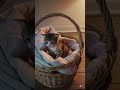 kitten in basket kitten cutekittten cat