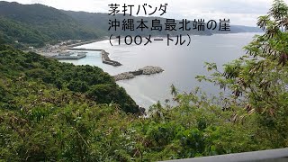 茅打バンダ、沖縄本島最北端の崖（１００メートル）