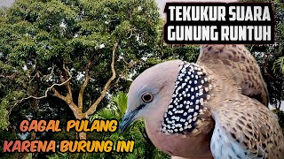 GAGAL PULANG KARENA TEKUKUR SUARA GUNUNG RUNTUH INI