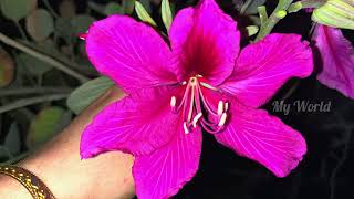 Bauhinia × blakeana Flowers or Orchid tree Flowers or Mandaram flowers or BUTTERFLY tree flowers