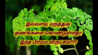 இவ்வளவு மருத்துவ குணங்களை கொண்டுள்ளதா இந்த பிரம்ம விருட்சம்????