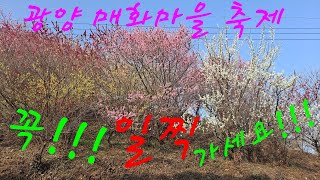 [광양 매화마을 개화상태] 꼭일찍가세요!! 주차전쟁 매화개화상태 광양매화마을축제 #korea #매화축제 #섬진강