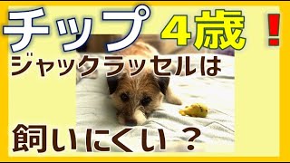 チップ4歳 ジャックラッセルテリアは飼いにくいのか？2020年9月10日-犬のしつけ-さんぽ