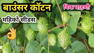 महिको सीडस बाउंसर कॉटन।कोरडवाहु कापूस पिक पाहणी।नवीन कापूस वाण।mahyco seeds