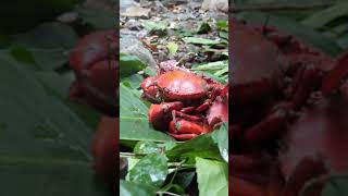 Find Food Meet Watermelon & Cook Big Crab #11