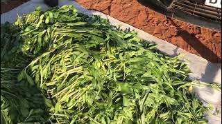 Safflower vegetable De-rooting