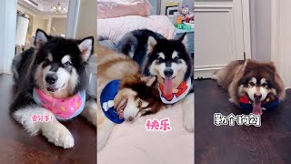 【凯文呐】狗：麻麻这秃如其来的爱意，动都不敢动 Funny and Cute Dog Video Compilation