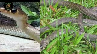 দাঁড়াশ সাপ কি বিষধর । Rat snake