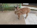 奈良公園の鹿の鳴き声が可愛い！～cute deer roar～