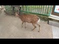 奈良公園の鹿の鳴き声が可愛い！～cute deer roar～