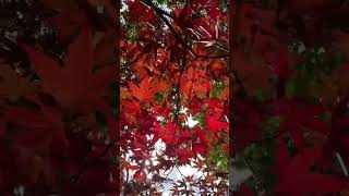 風に揺れる紅葉｜ASMR｜瞑想｜もみじ｜自然音｜癒し｜リラックス｜redleaves｜relaxation｜healing｜meditation｜study｜yoga｜Wind|風の音