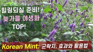 꽃향유: 늦가을 야생화중 가장 이쁨, 산속 군락지, 효과와 활용법