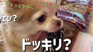 チワワ　Chihuahua 犬達にドッキリを仕掛けてみた！