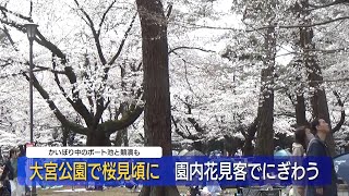 大宮公園で桜見頃に　園内花見客でにぎわう（2023/03/21）