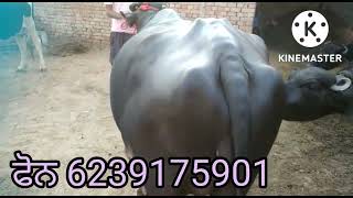 #ਪਹਿਲੇ ਸੁਏ ਝੋਟੀ ਵਕਾਊ#ਚੰਗੀ  #buffalo for sale#top #date 18-10-2022