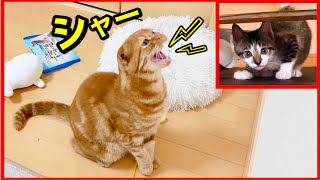 初対面をする前から子猫の匂いに威嚇しまくる先住猫がこちらw