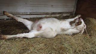 (Goat Giving Birth) (Goat Delivery) (Goat Farming) On The Homestead part 1