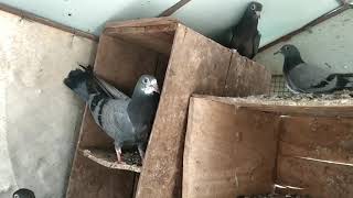 பறவை புறா over night  performance male video 8hours  return back my loft#TN65pigeon🥰🥰🕊️🕊️🕊️