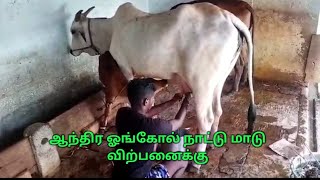 ஆந்திர ஓங்கோல் நாட்டு மாடு விற்பனைக்கு