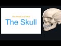Anatomy - Introduction to the Skull