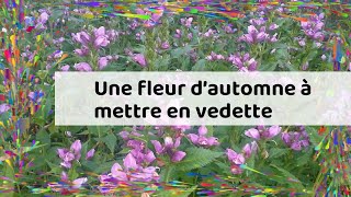 Une fleur d’automne à mettre en vedette