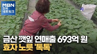 금산 깻잎 연매출 693억 원…효자 노릇 '톡톡' [전국네트워크]