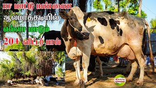 32 லிட்டர் பால் கறக்கும் டேங்கர் லாரி என்கிட்ட இருக்கு|முழுக்க முழுக்க HFமாடுகள் #vivasayaarvalargal