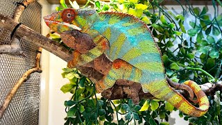 Chameleon mating.