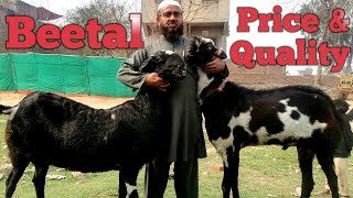 Beetal breed quality and price in lahore || best beetal || @citizengoatfarming3713