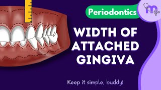 Width of Attached Gingiva | Calculation | Clinical Significance | Periodontology | Animated