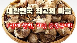 이런마늘이 진짜약! 최상위 항암식품 #생명먹거리#공동구매