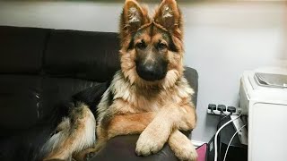 Why German Shepherds Are the FUNNIEST DOGS in the World